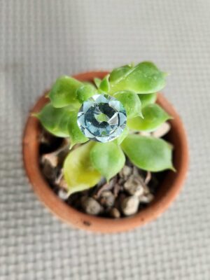 vien-thai-cuc-lien-hoa-topal-xanh