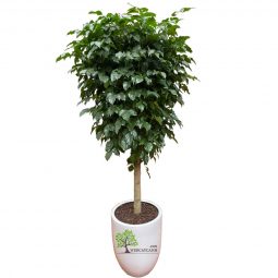 Cây cảnh phong thủy - Lựa chọn hoàn hảo cho không gian sống của bạn